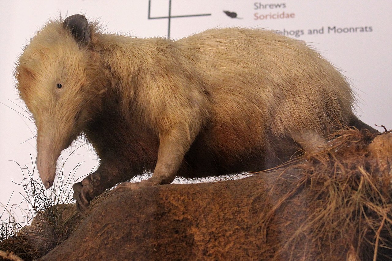 1280px-Em_-_Solenodon_cubanus_-_2.jpg