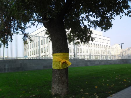 Украина завязала желтые ленты на дерево за свободу Пяти Героев Кубы