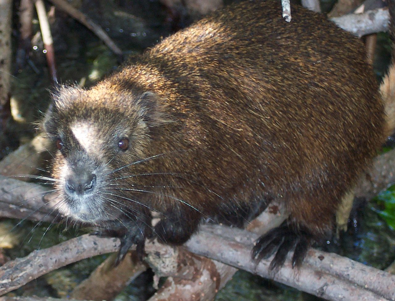 1280px-Demarest's_hutia.jpg